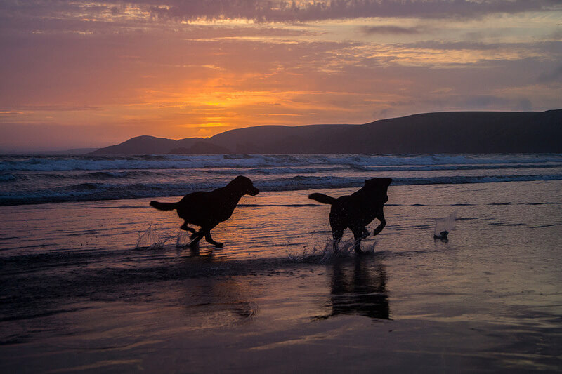  Foxtail Awareness Month! (May 2016)