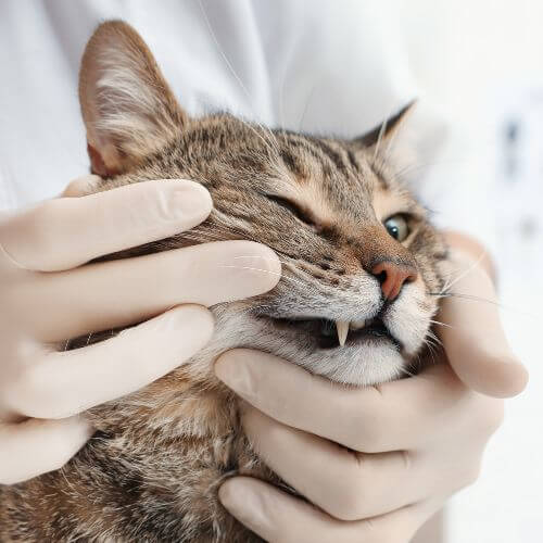 Dentistry