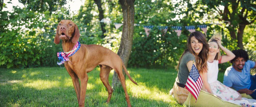 4 Ways to Spend the 4th of July with Your Furry Friends