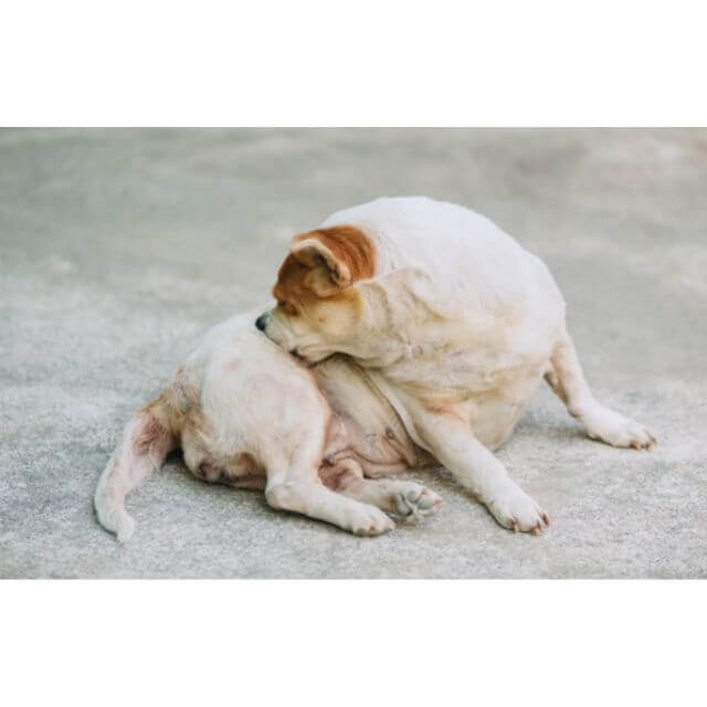 Itchy dog
