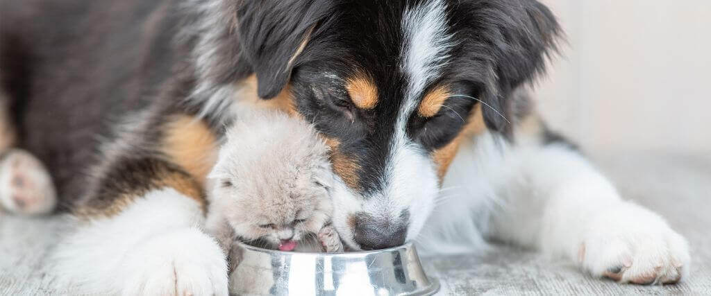 Pet Hydration Awareness Month: Keeping Your Furry Friends Hydrated & Avoiding Cat and Dog Dehydration